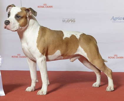 royal canin american staffordshire terrier